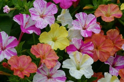 Picture of Mirabilis Jalapa - Marbles Mixed